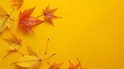 Wall Mural - The wallpaper features maple leaves arranged with space for letters, on a yellow background.