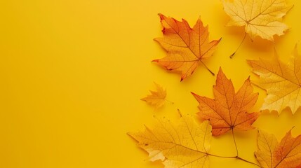 Wall Mural - The wallpaper features maple leaves arranged with space for letters, on a yellow background.