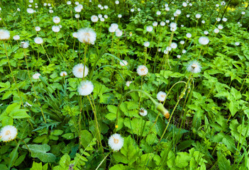 Wall Mural - A beautiful close-up shot of dandelions scattered across a lush green field on a bright sunny day. Perfect for nature-themed projects, backgrounds, and designs that require a refreshing and natural