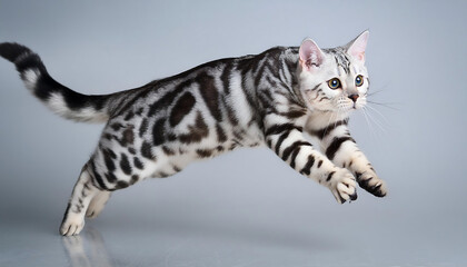 Poster - Playful American Shorthair Leaping in Mid-Air