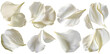 © Oksana - Collection of white flower petals isolated on a white background
