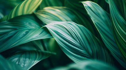 Green tropical plant close-up