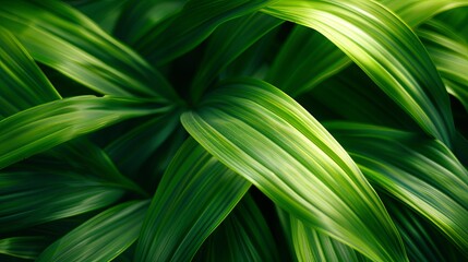 Green tropical plant close-up