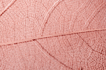 Wall Mural - macro photography, natural plant background in the form of a skeletonized leaf of light pink color, close up