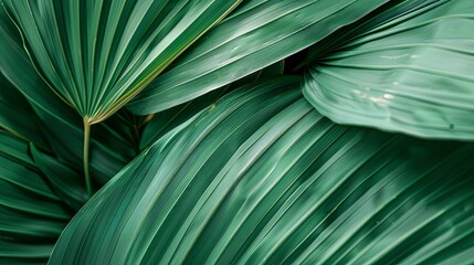 Green tropical plant close-up