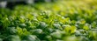 © antkevyv - Close-up hydroponic garden with green leafy vegetables growing in nutrient-rich water solution, plants technology cultivation botany