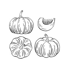 Wall Mural - Set of pumpkin. Hand drawn vector illustration in outline style.