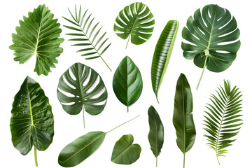 set of tropical leaves isolated on transparent background