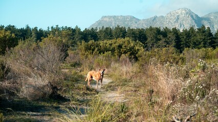 Wall Mural - Dog standing on a trail in a natural landscape with mountains and forest in the background