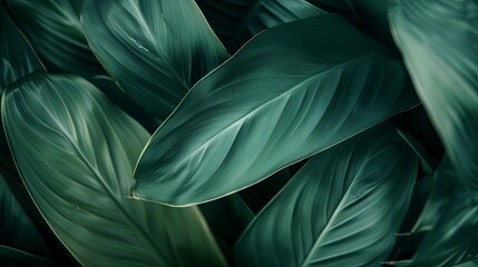 Closeup leaf texture. 