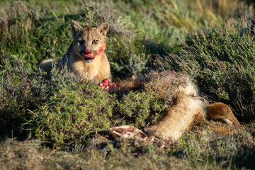 Wall Mural - Puma sits by guanaco carcase watching camera