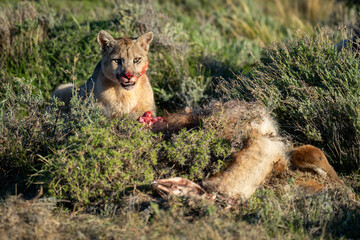 Wall Mural - Puma sits by guanaco carcase opening mouth