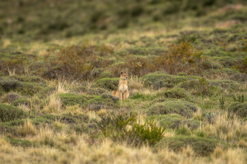 Wall Mural - Puma sits staring among bushes turning head