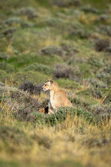 Wall Mural - Puma sits scanning pre-Andean scrubland in sunshine