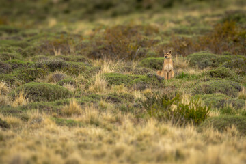 Wall Mural - Puma sits staring in grassland among bushes