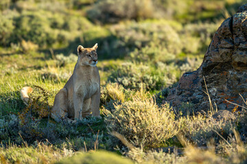 Wall Mural - Puma sits staring in shade of rock