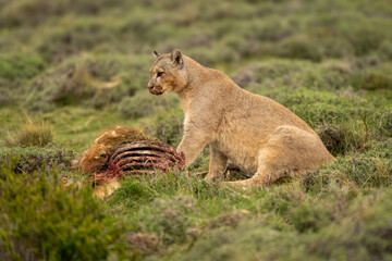 Wall Mural - Puma sits with guanaco carcase licking lips