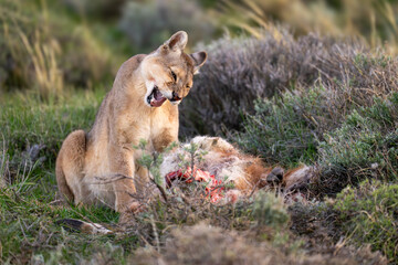 Wall Mural - Puma sits yawning among bushes with carcase