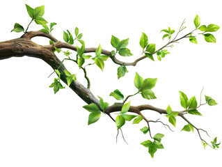 twisted branch with green leaves
