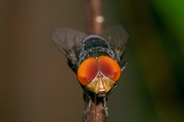 close-up photo of flies, blurred background