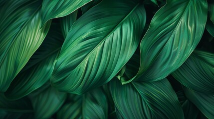 Closeup leaf texture. 