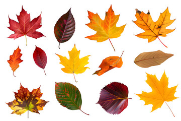 collection of multicolored fallen autumn leaves isolated on transparent background