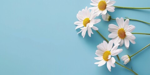 Wall Mural - White Daisy Flowers on Blue Background.