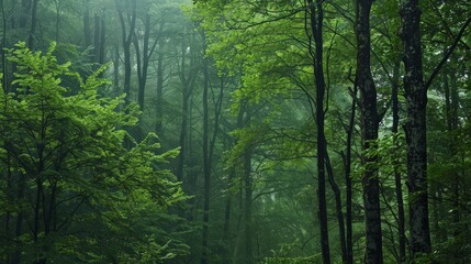 Poster - The call of birds echoing through a forest is a reminder of the rich avian diversity that finds refuge in these natural habitats.