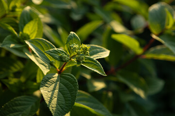 Green spring background with young plant growing sun weather