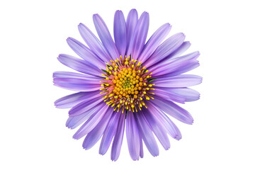 Aster flower isolated on transparent background