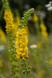 © Oleh Marchak - Summer in the wild among wild grasses is blooming agrimonia eupatoria
