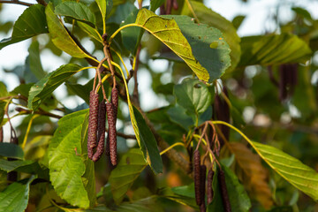 Speckled alders spread their seed through cone-like structures