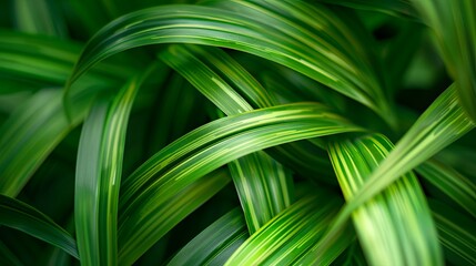 Green tropical plant close-up