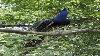 Wall Mural - Male peacock resting on a branch