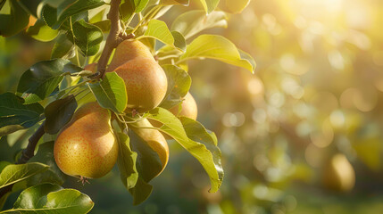 A lush pear tree with ripe pears hanging from its branches. The sunlight filters through the leaves, casting a warm glow on the fruits