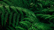 © Maria - Rich green background with ferns. Beautiful green fern in the summer forest. Natural landscapes of forests.