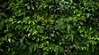 © Muzamil - Green wall vertical garden friendly green nature.
