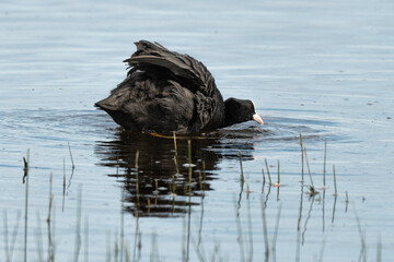 Wall Mural - Foulque macroule, .Fulica atra, Eurasian Coot