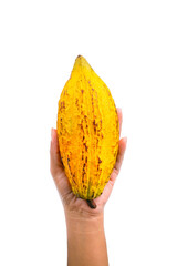 Wall Mural - hand holding cacao isolated on white background with transparent.