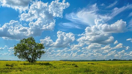 Wall Mural - high quality photograph of nature with a blue sky and white clouds in the background