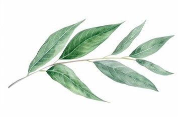 Wall Mural - A watercolor image of a long, slender willow leaf with subtle shading, isolated on a clean white background