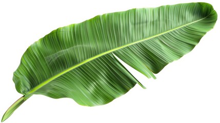 Poster - A close-up shot of a banana leaf on a white background