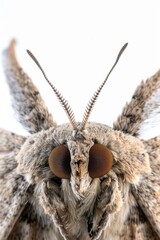 Wall Mural - A detailed image of a moth's face features intricate details and patterns