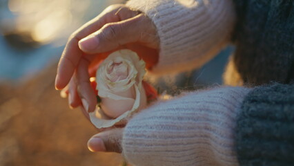 Sunset girl touching flower petals ocean coast closeup. Woman hands holding rose