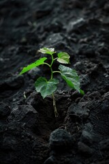 Wall Mural - A tiny green shoot emerges from the earth, symbolizing new life and growth