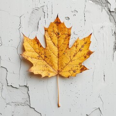 maple leaf isolated on broken cement background