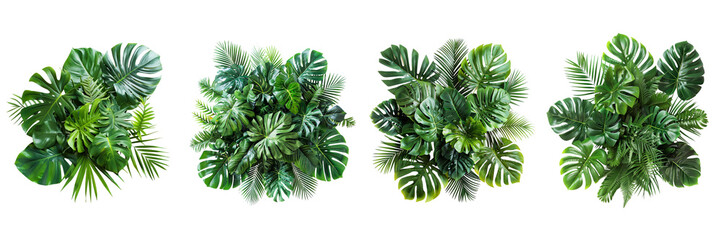 Wall Mural - Tropical plants green leaves nature  isolated on transparent background.