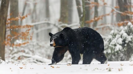 Sticker - Black Bear Walking Through a Snowy Forest