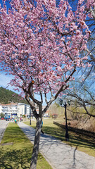 Wall Mural - blossom in spring