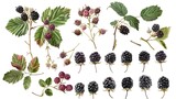 Educational visual aid the Blackberry Rubus fruticosus illustrating its summer to early fall seasonality origins in Europe and North America and culinary uses with diagrams of blackberry bush growth